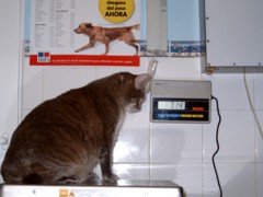 Mimi, gata con Obesidad